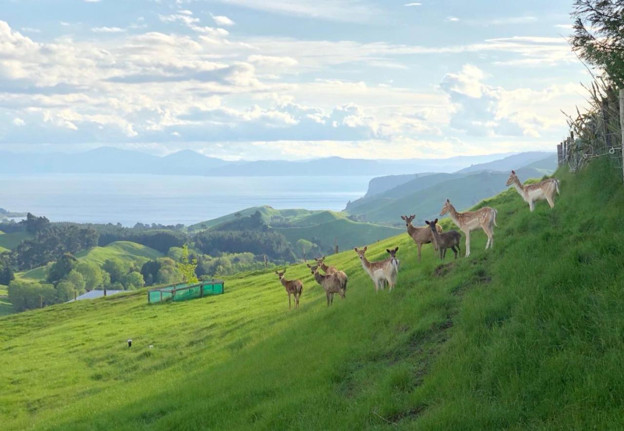Hilltop Whakaipo Estate Bed & Breakfast Taupo