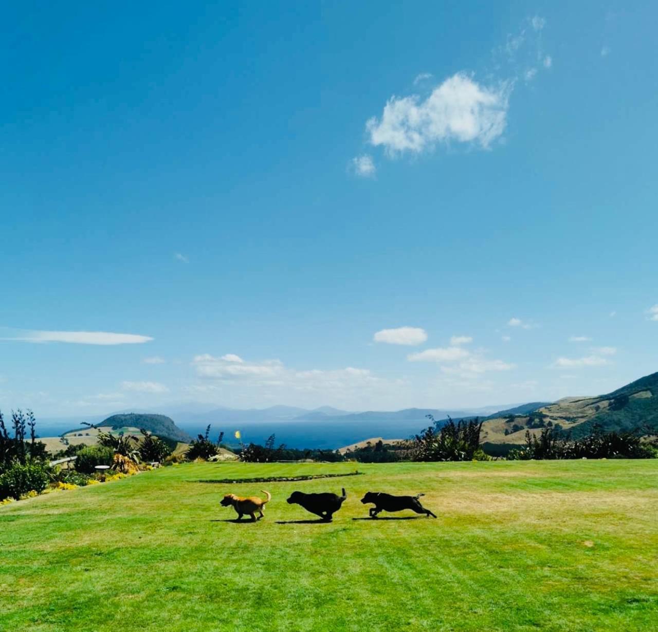 Bed & Breakfast Hilltop Whakaipo Estate