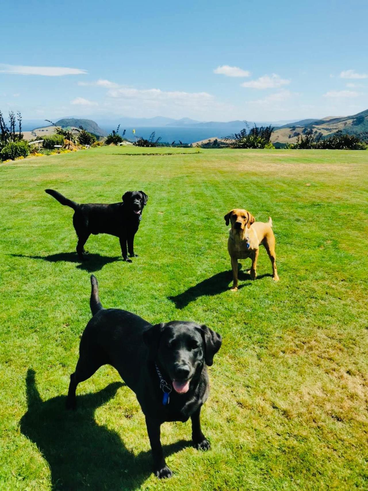 Hilltop Whakaipo Estate